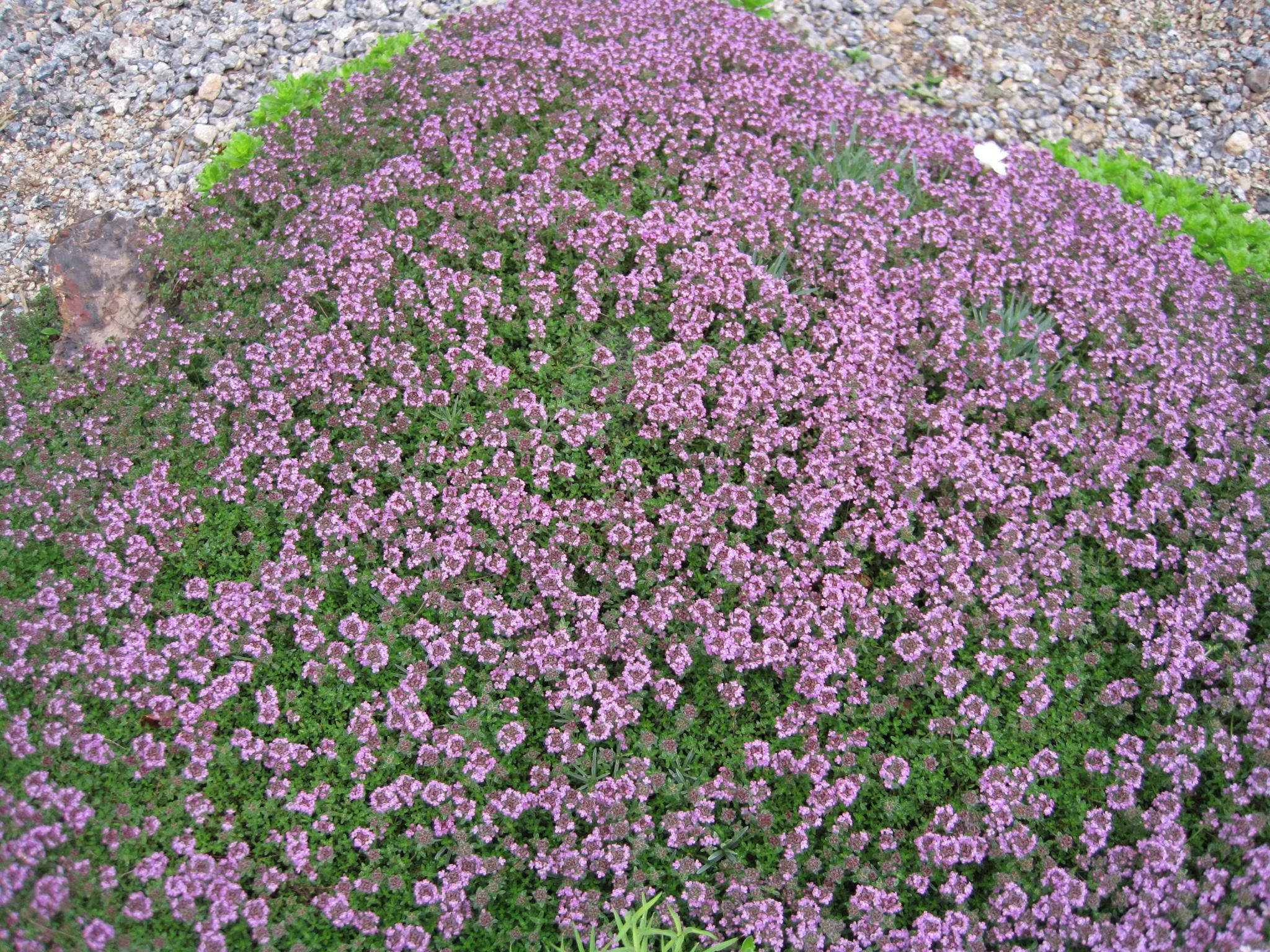 Creeping Thyme